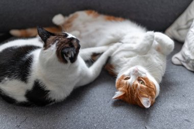 İki evcil beyaz kedi gri bir kanepede birlikte uyurlar. Kapat.