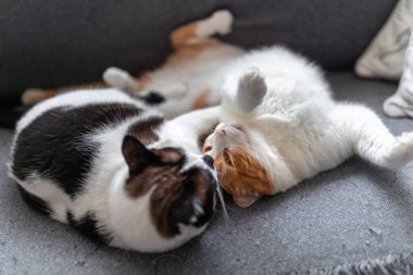 İki evcil beyaz kedi gri bir kanepede birlikte uyurlar. Kapat.