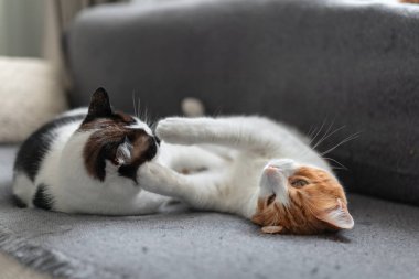 İki evcil beyaz kedi gri bir kanepede birlikte uyurlar. Kapat.