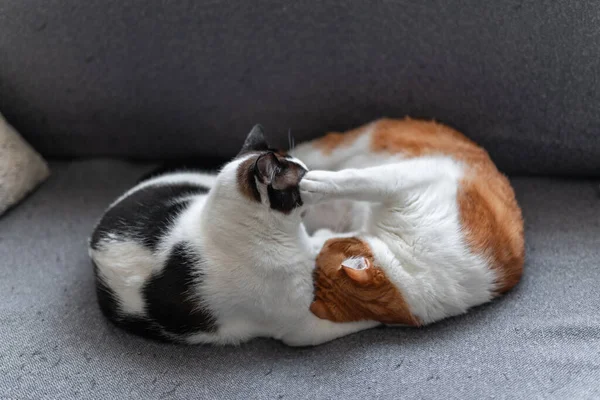 Två Inhemska Vita Katter Sover Tillsammans Grå Soffa Närbild — Stockfoto