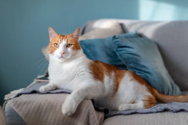 Kapat. Kahverengi ve beyaz kediler, sarı gözlü, mavi arka planı olan bir kanepede yatıyorlar.