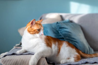 Kapat. Kahverengi ve beyaz kediler, sarı gözlü, mavi arka planı olan bir kanepede yatıyorlar.