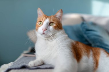 Kapat. Kahverengi ve beyaz kediler, sarı gözlü, mavi arka planı olan bir kanepede yatıyorlar.