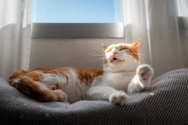 Kahverengi ve beyaz kedilerin sarı gözleri pencerenin altındaki gri koltukta uzanıyordu.