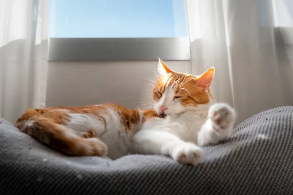고양이노란 소파에 — 스톡 사진