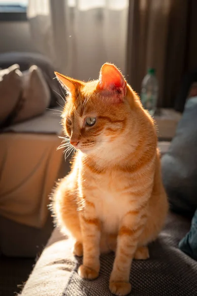 日没の窓の光の下にソファーに座っている緑色の目を持つブラウンタビー猫 — ストック写真