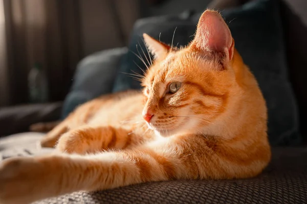 日落时 一只褐色的 长着绿眼睛的胖胖的猫躺在窗下的沙发上 关门了 — 图库照片