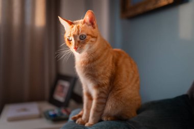 Yeşil gözlü kahverengi tekir kedi, pencerenin altında bir kanepede oturuyor.. 