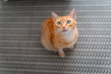 Yeşil gözlü kahverengi tekir kedi halıya oturmuş, kafasını kaldırıyor.