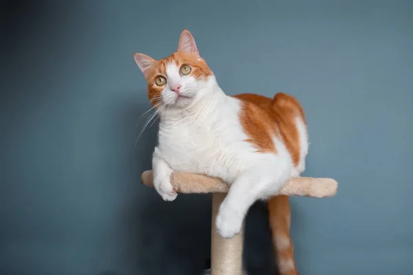 Brun Och Vit Katt Med Gula Ögon Liggande Ett Reptorn — Stockfoto