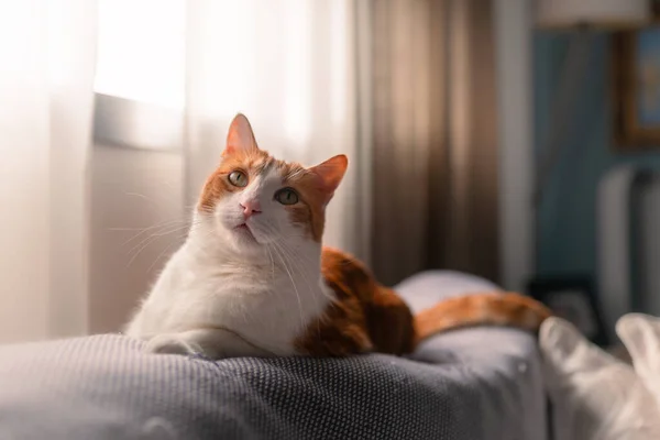 Brun Och Vit Katt Med Gula Ögon Liggande Grå Soffa — Stockfoto