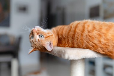 Sırtında yeşil gözleri olan kahverengi tekir kedi. Kapat.