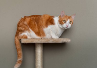 Sarı gözlü kahverengi ve beyaz kedi çizik kulesinde yatıyor.