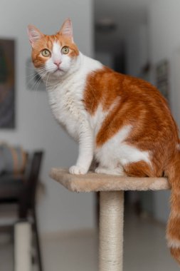 Sarı gözlü kahverengi ve beyaz kedi çizik kulesinde yatıyor.