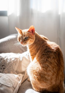 Pencerenin yanında yeşil gözlü kahverengi tekir kedi. dikey bileşim