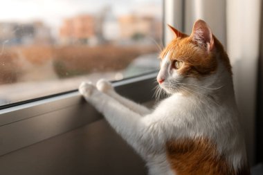 Sarı gözlü kahverengi ve beyaz kedi pencereden dışarı bakar. Kapat.