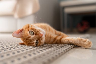 Kapat. Yeşil gözlü kahverengi tekir kedi halının üzerinde yatıyor.