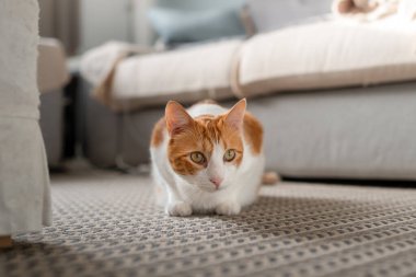 Kapat. Yeşil gözlü kahverengi tekir kedi halının üzerinde yatıyor.