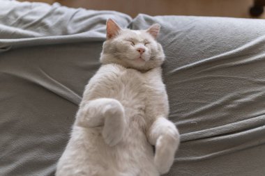 Hasta beyaz kedi gri bir kanepede uyuyor.