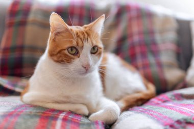 # Sarı gözlü kahverengi ve beyaz tekir kedi # # Renkli bir battaniyenin üzerinde yatıyor #