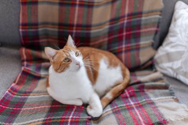 # Sarı gözlü kahverengi ve beyaz tekir kedi # # Renkli bir battaniyenin üzerinde yatıyor #