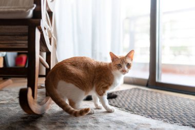 Kahverengi ve beyaz kedi oturma odasında.