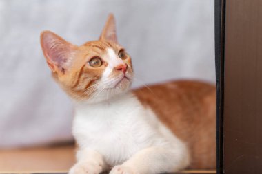 Kapat. Kapıda sarı gözlü kahverengi beyaz kedi yavrusu