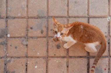 kahverengi ve beyaz kedi yavrusu sarı arka planda oynuyor 