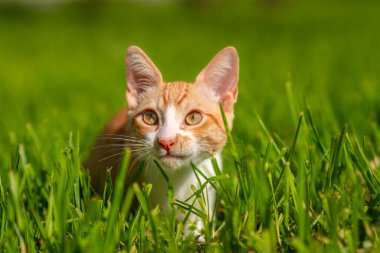 Sarı gözlü kahverengi beyaz kedi yavrusu çimenlerde oynuyor.