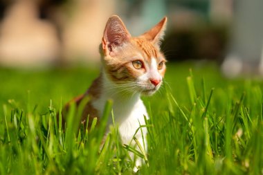 Sarı gözlü kahverengi beyaz kedi yavrusu çimenlerde oynuyor.