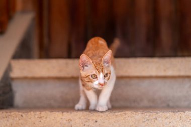 Evdeki yıldızlarda oynayan kahverengi ve beyaz kedi yavrusu.