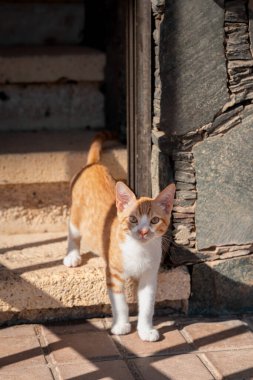 Evdeki yıldızlarda oynayan kahverengi ve beyaz kedi yavrusu.