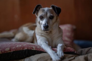 Sıradan beyaz ve kahverengi köpek bir köpek yatağında yatıyor.