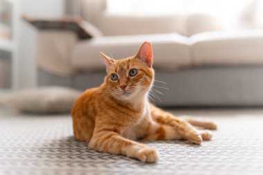 Evdeki halıya uzanmış yeşil gözlü kahverengi tekir kedi.