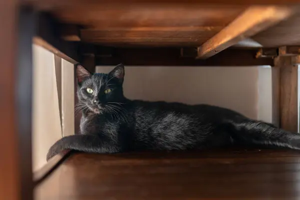 black cat with green eyes lying under a brown table