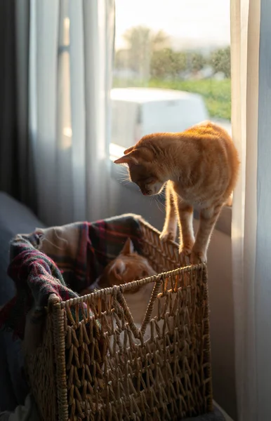 two domestic cats play in a wicker basket by the window