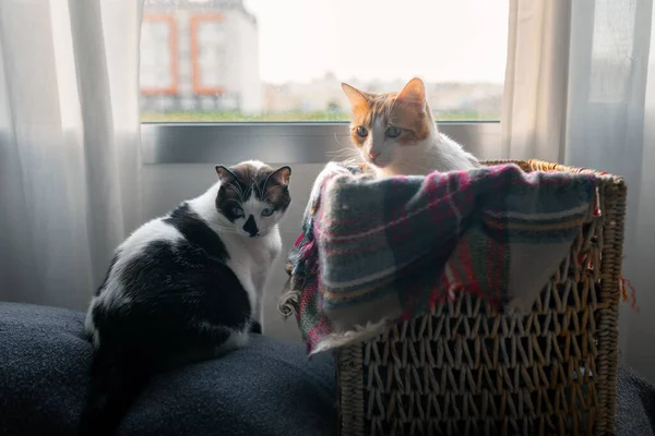 two domestic cats play in a wicker basket by the window