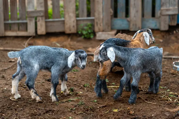 stock image some newborn goats playing inside a stable