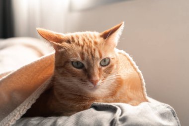 Beyaz bir battaniyenin altına saklanmış kahverengi tekir kedi. Kapat.