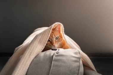 Beyaz bir battaniyenin altına saklanmış kahverengi tekir kedi. Kapat.