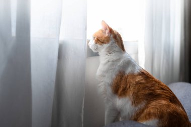 Kahverengi ve beyaz kedi pencereden dışarı bakıyor. profil görünümü