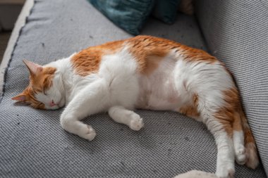 Kahverengi ve beyaz kedi gri bir kanepede uyuyor.