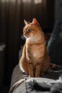 Yeşil gözlü kahverengi tekir kedi, pencerenin altındaki kanepede yatıyor.