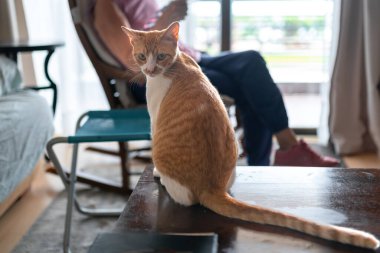 Kahverengi beyaz kedi, sarı gözlü kapı arkana bakıyor.
