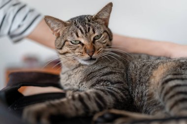 Yeşil gözlü gri tekir kedi kameraya bakıyor. Kapat.