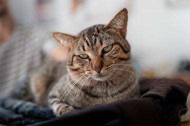 Yeşil gözlü gri tekir kedi kameraya bakıyor. Kapat.