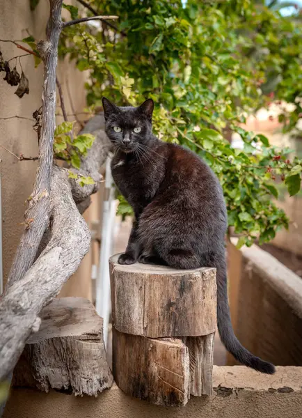 black cat with green eyes on a wooden log in a garden