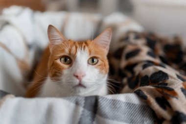 kahverengi ve beyaz kedi sarı gözlü bir bavulun içinde