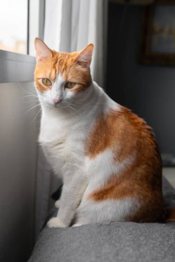 Kahverengi ve beyaz kedi, sarı gözlü, pencerenin yanındaki gri koltukta oturuyor.