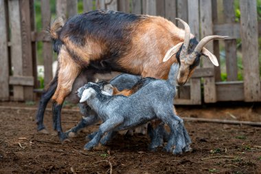 Yeni doğmuş keçiler annelerinden emziriyorlar.